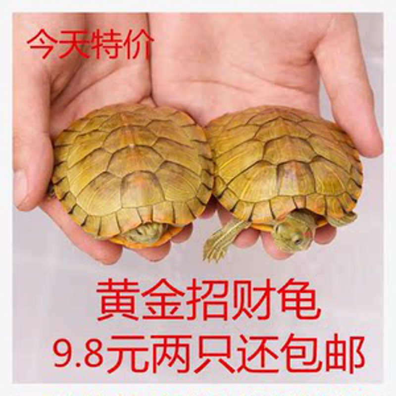 招财龟价格：如何挑选性价比高的宠物龟