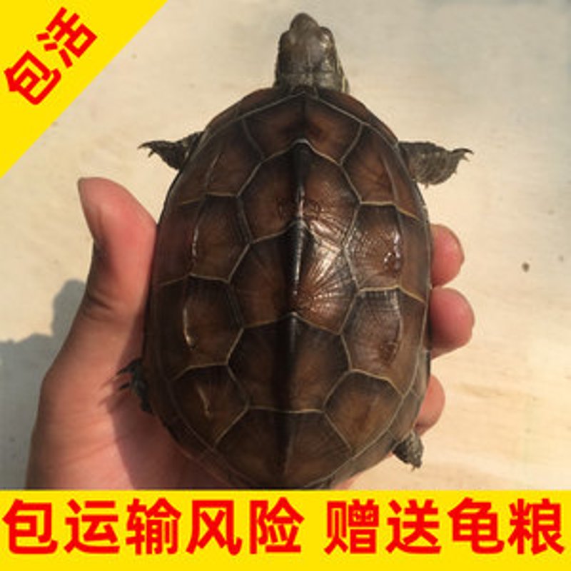 招财龟：财富之源的秘密