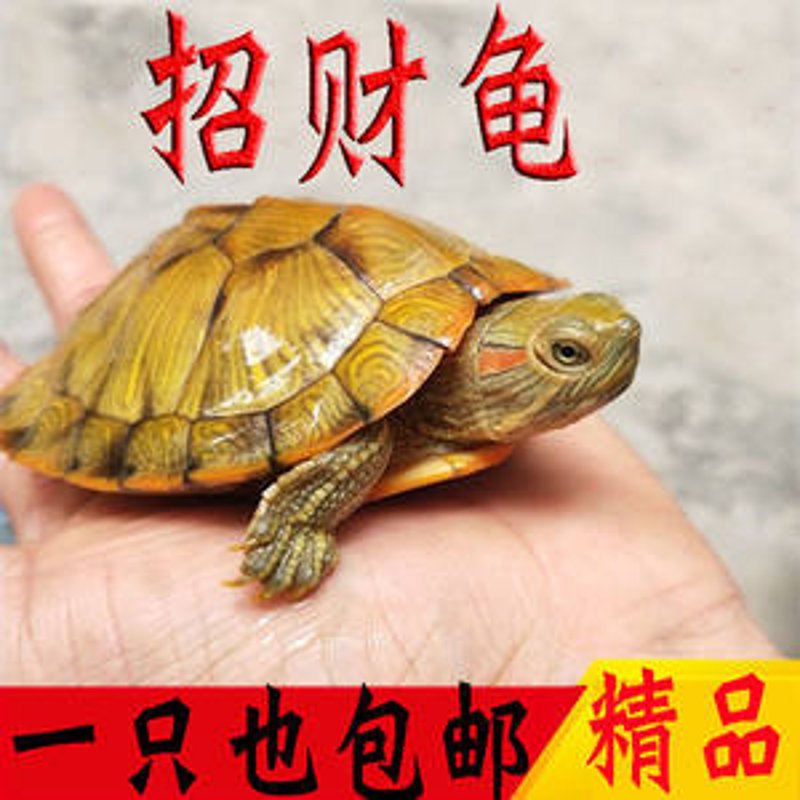 招财龟价格，你知道吗？一起来看看吧！