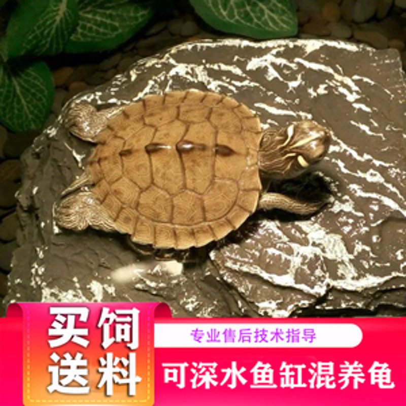招财龟饲养
